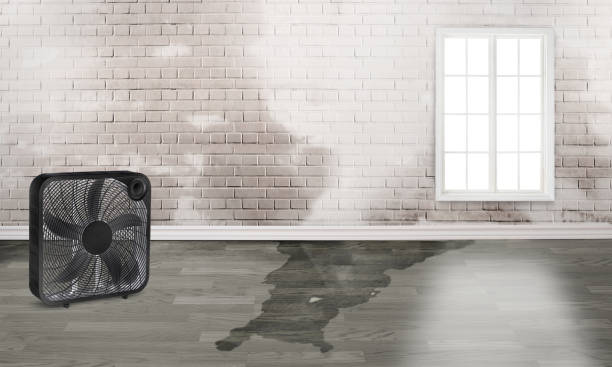 Best Flood damage cleanup  in Russellville, AL